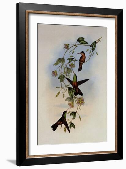 Yucatan Amazili, Amazilia Yucatanensis-John Gould-Framed Giclee Print