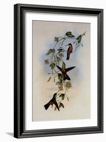 Yucatan Amazili, Amazilia Yucatanensis-John Gould-Framed Giclee Print