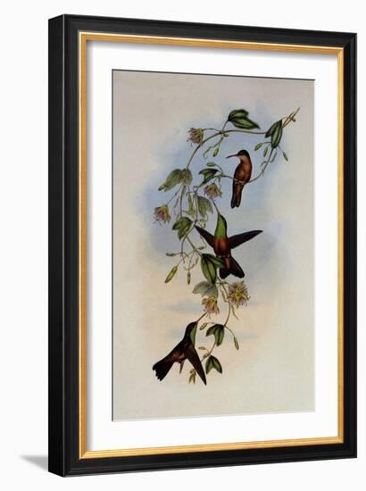 Yucatan Amazili, Amazilia Yucatanensis-John Gould-Framed Giclee Print