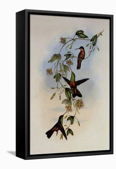 Yucatan Amazili, Amazilia Yucatanensis-John Gould-Framed Premier Image Canvas