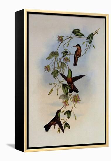 Yucatan Amazili, Amazilia Yucatanensis-John Gould-Framed Premier Image Canvas