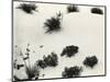 Yucca and Dunes, White Sands, 1946-Brett Weston-Mounted Photographic Print