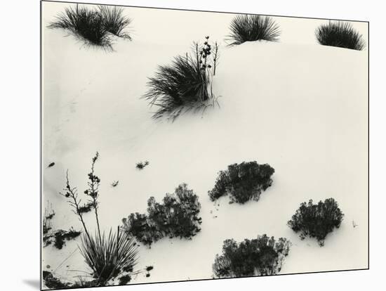 Yucca and Dunes, White Sands, 1946-Brett Weston-Mounted Premium Photographic Print