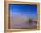 Yucca and Dunes, White Sands National Monument-Kevin Schafer-Framed Premier Image Canvas