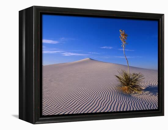 Yucca and Dunes, White Sands National Monument-Kevin Schafer-Framed Premier Image Canvas