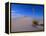 Yucca and Dunes, White Sands National Monument-Kevin Schafer-Framed Premier Image Canvas