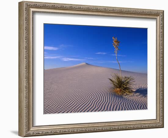 Yucca and Dunes, White Sands National Monument-Kevin Schafer-Framed Premium Photographic Print