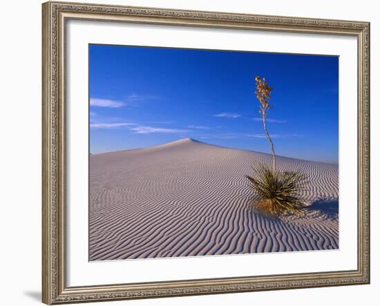 Yucca and Dunes, White Sands National Monument-Kevin Schafer-Framed Photographic Print