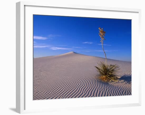 Yucca and Dunes, White Sands National Monument-Kevin Schafer-Framed Photographic Print