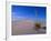 Yucca and Dunes, White Sands National Monument-Kevin Schafer-Framed Photographic Print