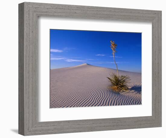 Yucca and Dunes, White Sands National Monument-Kevin Schafer-Framed Photographic Print