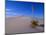 Yucca and Dunes, White Sands National Monument-Kevin Schafer-Mounted Photographic Print