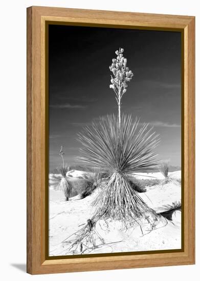 Yucca at White Sands I-Douglas Taylor-Framed Premier Image Canvas