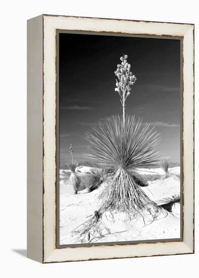 Yucca at White Sands I-Douglas Taylor-Framed Premier Image Canvas