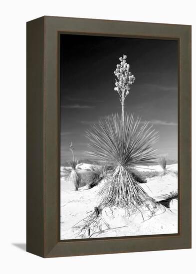 Yucca at White Sands I-Douglas Taylor-Framed Premier Image Canvas