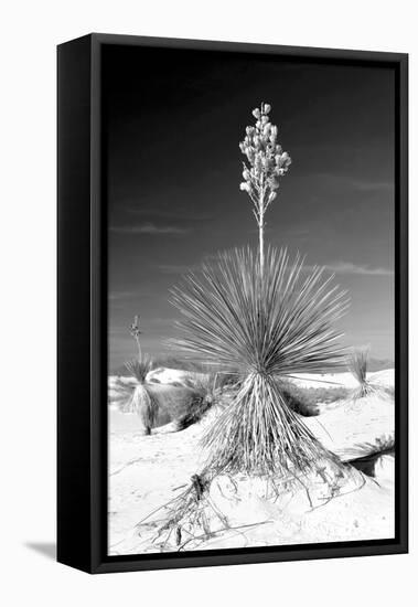 Yucca at White Sands I-Douglas Taylor-Framed Premier Image Canvas