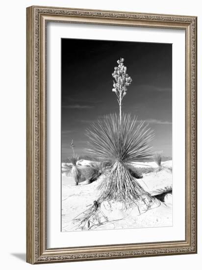 Yucca at White Sands I-Douglas Taylor-Framed Photographic Print