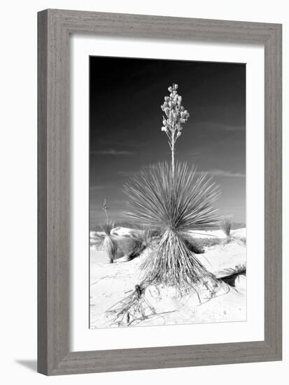 Yucca at White Sands I-Douglas Taylor-Framed Photographic Print