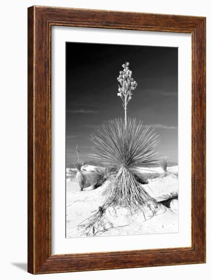 Yucca at White Sands I-Douglas Taylor-Framed Photographic Print