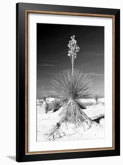 Yucca at White Sands I-Douglas Taylor-Framed Photographic Print