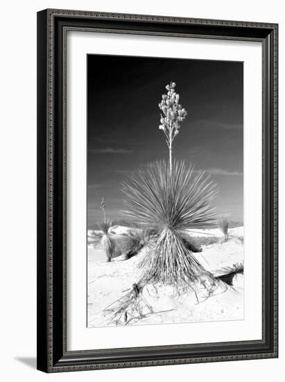 Yucca at White Sands I-Douglas Taylor-Framed Photographic Print