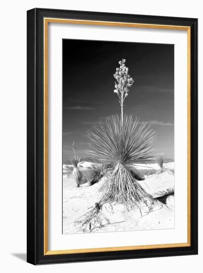 Yucca at White Sands I-Douglas Taylor-Framed Photographic Print