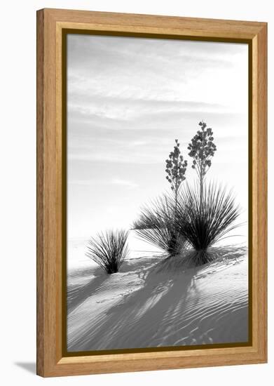 Yucca at White Sands II-Douglas Taylor-Framed Premier Image Canvas