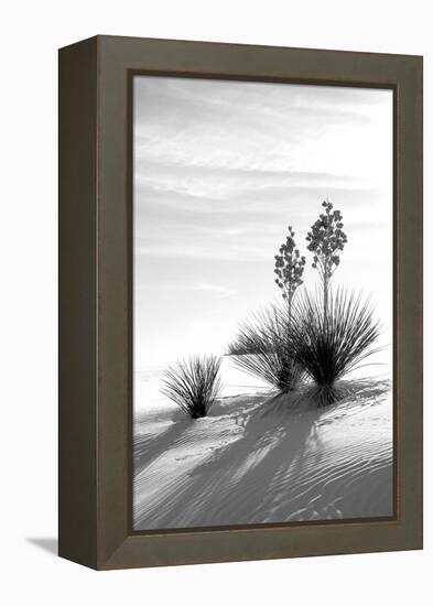 Yucca at White Sands II-Douglas Taylor-Framed Premier Image Canvas