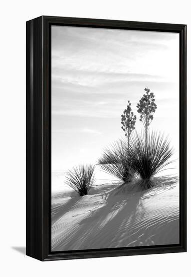 Yucca at White Sands II-Douglas Taylor-Framed Premier Image Canvas