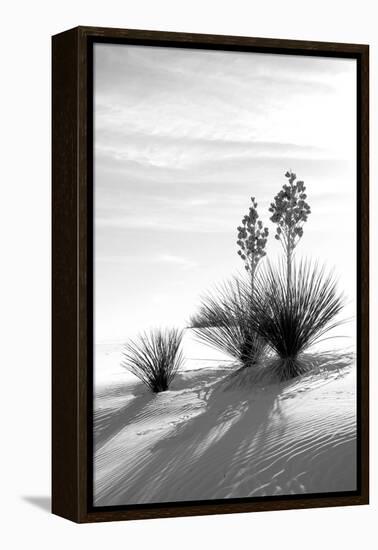 Yucca at White Sands II-Douglas Taylor-Framed Premier Image Canvas