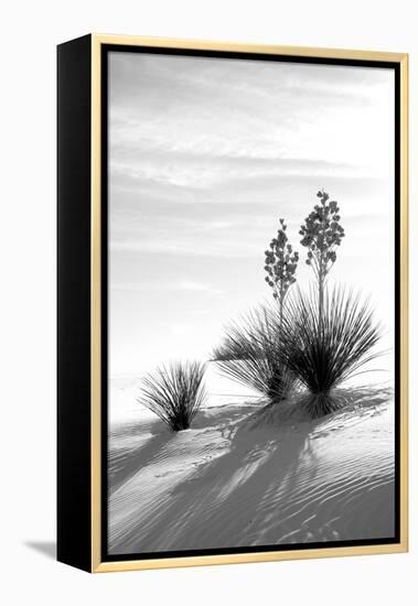 Yucca at White Sands II-Douglas Taylor-Framed Premier Image Canvas