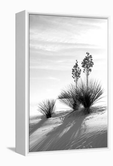 Yucca at White Sands II-Douglas Taylor-Framed Premier Image Canvas