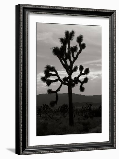 Yucca Brevifolia I-Erin Berzel-Framed Photographic Print