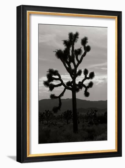 Yucca Brevifolia I-Erin Berzel-Framed Photographic Print