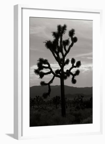 Yucca Brevifolia I-Erin Berzel-Framed Photographic Print