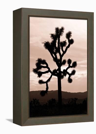 Yucca Brevifolia II-Erin Berzel-Framed Premier Image Canvas