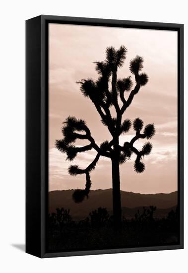 Yucca Brevifolia II-Erin Berzel-Framed Premier Image Canvas