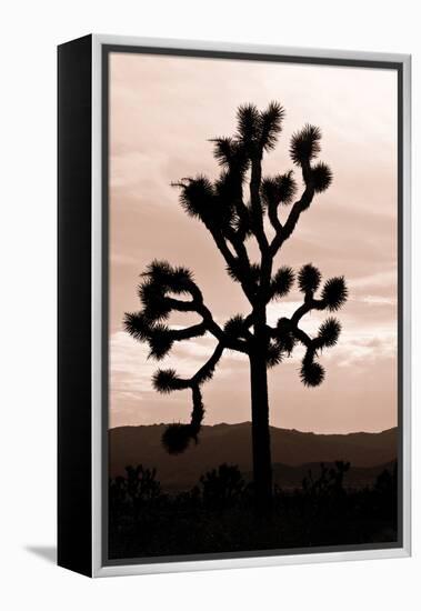 Yucca Brevifolia II-Erin Berzel-Framed Premier Image Canvas
