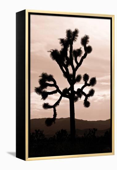 Yucca Brevifolia II-Erin Berzel-Framed Premier Image Canvas