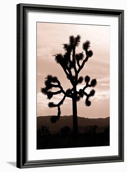 Yucca Brevifolia II-Erin Berzel-Framed Photographic Print