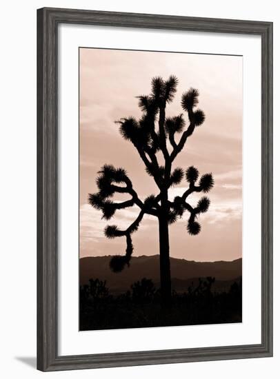 Yucca Brevifolia II-Erin Berzel-Framed Photographic Print