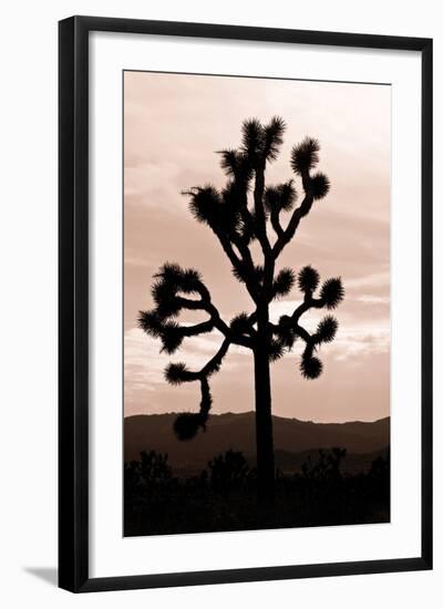 Yucca Brevifolia II-Erin Berzel-Framed Photographic Print