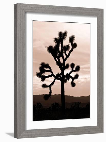 Yucca Brevifolia II-Erin Berzel-Framed Photographic Print