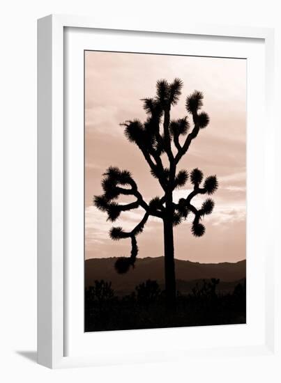 Yucca Brevifolia II-Erin Berzel-Framed Photographic Print