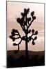 Yucca Brevifolia II-Erin Berzel-Mounted Photographic Print