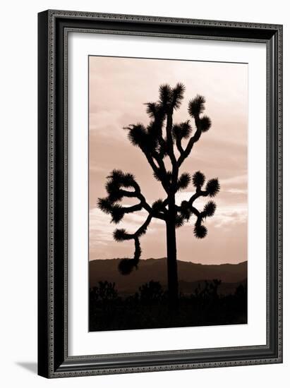 Yucca Brevifolia II-Erin Berzel-Framed Photographic Print