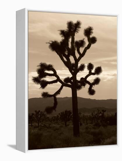Yucca Brevifolia III-Erin Berzel-Framed Premier Image Canvas