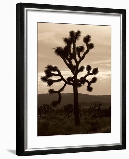 Yucca Brevifolia III-Erin Berzel-Framed Photographic Print