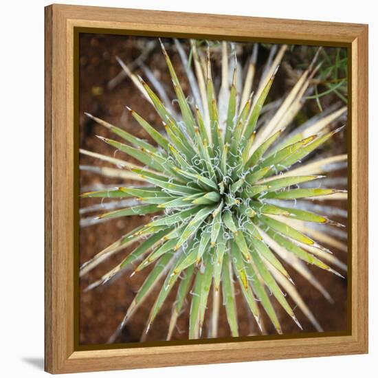 Yucca Cactus. Black Canyon Of The Gunnison River National Park In Southwestern Colorado-Justin Bailie-Framed Premier Image Canvas