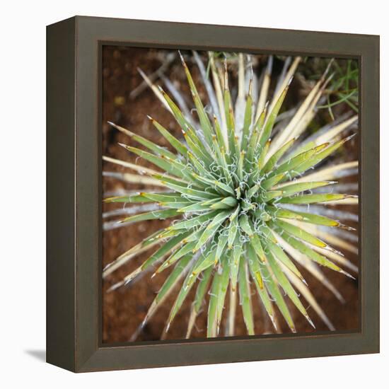 Yucca Cactus. Black Canyon Of The Gunnison River National Park In Southwestern Colorado-Justin Bailie-Framed Premier Image Canvas